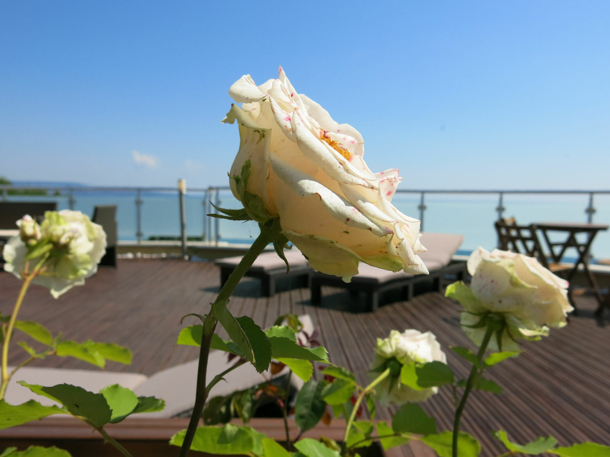 Family Hotel Albizia Beach Varna Exterior photo